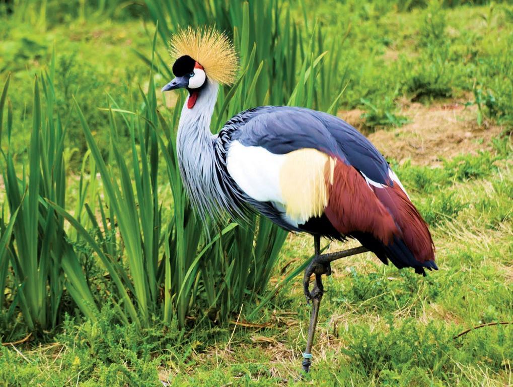 Lake Bunyonyi Eco Resort Chabahinga Zewnętrze zdjęcie